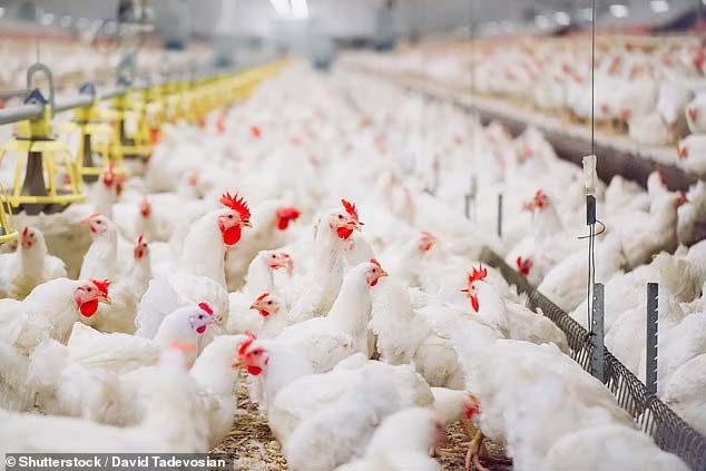 US considers vaccinating CHICKENS to protect from devastating bird flu outbreak that has caused 22 million poultry deaths in America