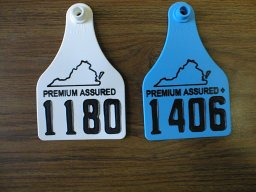 VA Premium Assured Heifer Tags