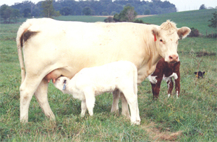 Charolais