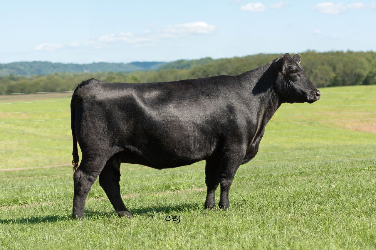 Lot 1: VPI PRIMROSE 8F25 - Hokie Angus Bred Cow.  See Catalog for full details.