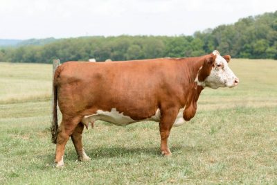 Lot 10: VPI RACHELS BLAZE D611. Hokie Hereford Spring Pair Split.