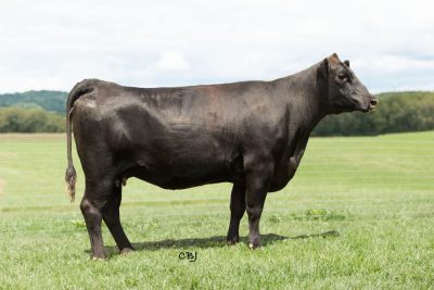 Lot 11: VPI SAVANNAH 9G22. Hokie Angus Fall Pair.