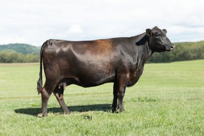 Lot 13: VPI 6D29 RITA 8F13.