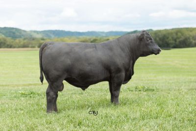 Lot 16: VPI TRUE NORTH 1J15.