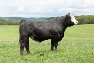 Lot 27: VPI CHAIRMAN J168