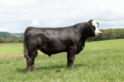 Lot 29: VPI FROSTY J171.