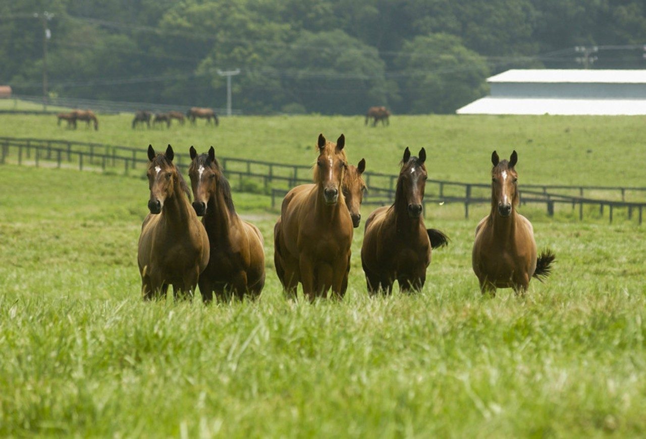 horses