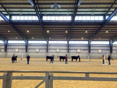 Novice participants competing in the beef finalist competition at the 99th annual Little International. Students in ring with their heifers.